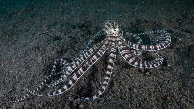 5 trucos que hace en la vida real el pulpo de "Buscando a Dory" - 5