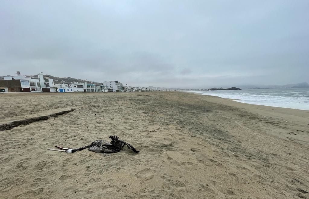 Cuatro pelícanos muertos fueron hallados en las orillas de la playa Punta Rocas, en el distrito de Punta Negra. (Foto: Liz Saldaña  / RMMN)