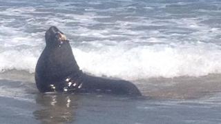 Lobo marino con herida en el cráneo apareció en playa de Paita
