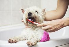 Consultorio WUF: ¿Cómo cuidar la higiene dental de mi mascota?