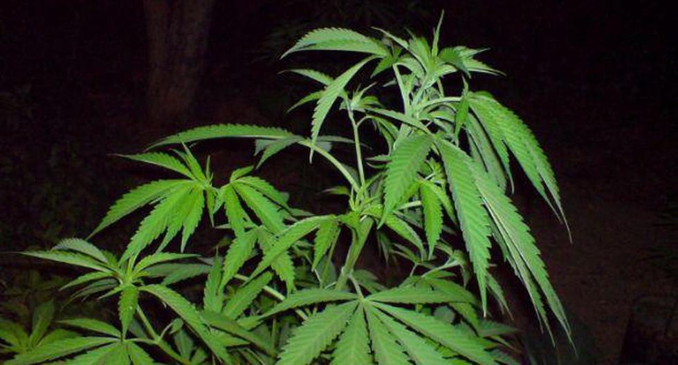 Científicos consideran que uno de los compuestos de la marihuana puede ofrecer una esperanza a millones de pacientes. (Foto: Pixabay)
