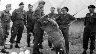 "Oso soldado" que estuvo en la Segunda Guerra Mundial se convertirá en el héroe de una película de animación