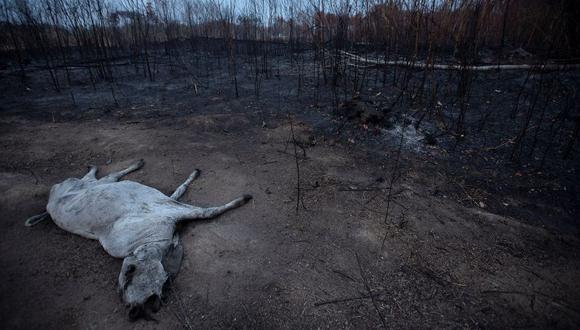 Un animal bovino yace muerto junto a una zona consumida por las llamas este sábado 24 de agosto, cerca de Porto Velho, en Brasil. (Foto: Brasil)
