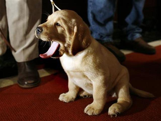 Bulldogs o labradores: Los perros favoritos en EE.UU. son... - 2