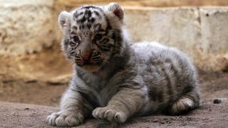 Cachorros de tigre blanco son presentados en un zoológico de México