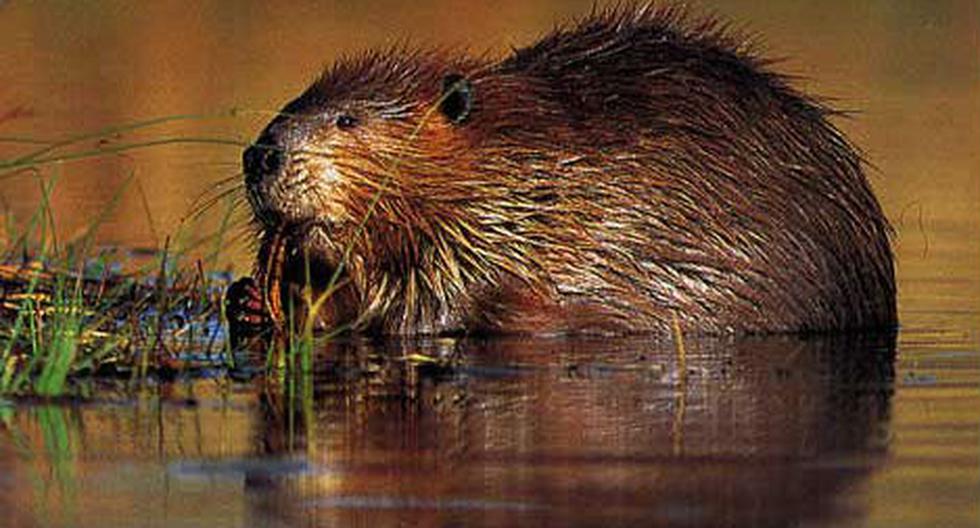 Beaver leaves 15 cities in Canada without internet