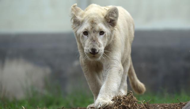 La pareja, una hembra y un macho de 4 y 5 meses de edad, se encuentran en el Zoológico de Huachipa. Se trata de una especie que está en peligro de extinción. (Foto: EFE)