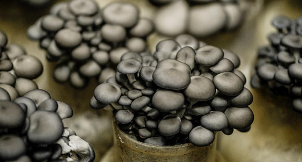Paleontólogos chinos, neozelandeses y estadounidenses descubrieron cuatro fósiles de hongos intactos, los más antiguos descubiertos hasta la fecha. (Foto: Getty Images)