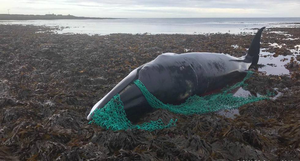 Especies como delfines, tiburones, focas o ballenas sufren las consecuencias de la denominada como 'pesca fantasma', la que producen estas redes a la deriva. (Foto: Facebook/
Scottish Marine Animal Strandings Scheme)