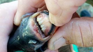 Facebook: el extraño pez con 'dientes humanos' que causa asombro en redes [VIDEO y FOTOS]