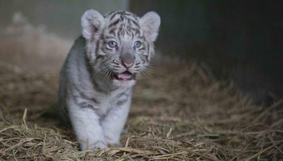 Las tigresas de Bengala nacieron en julio en el Parque de las Leyendas. (Foto: Difusión)