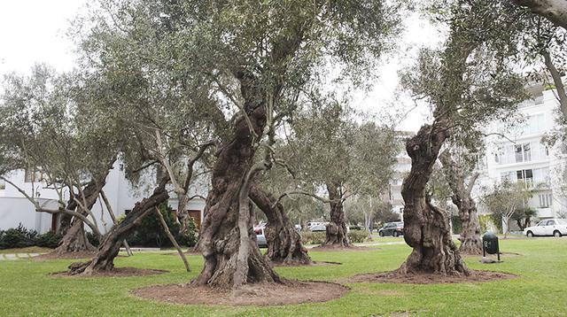 La agonía de El Olivar: 11 árboles virreinales a punto de morir - 1