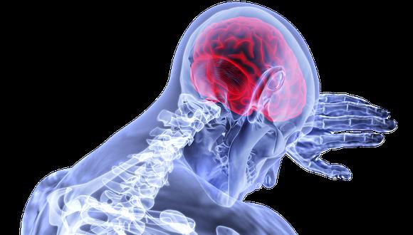 La región del cerebro responsable de este mecanismo es la amígdala central, según el estudio. (Foto: Pixabay)