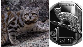 BCR pone en circulación nueva moneda de S/1 alusiva al gato andino