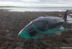 Encuentran una ballena embarazada muerta tras quedar atrapada en una red de pesca 