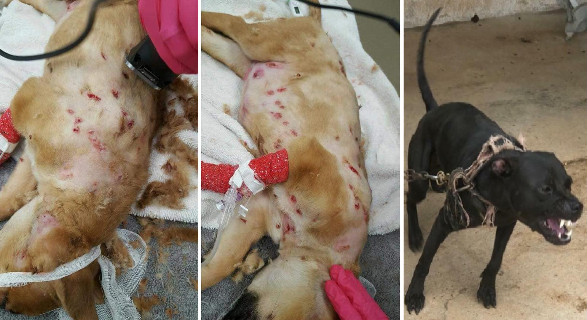 Sparring canino en Lima: roban animales para usarlos para entrenar a perros de pelea | TESTIMONIOS