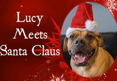 ‘Lucy’, la adorable perrita que le ‘pidió' a Santa Claus encontrar un nuevo y definitivo hogar en Navidad