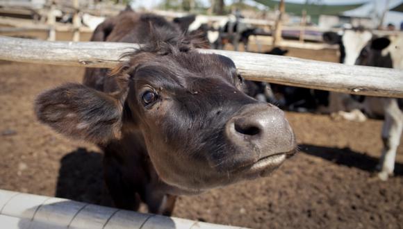 Los desechos de las vacas ahora son motivo de estudios científicos. (Foto: Richard Hirano / El Comercio)