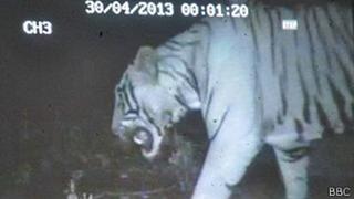 Un tigre irrumpió en un zoológico indio en busca de su pareja
