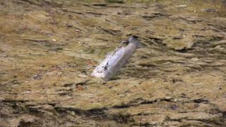 Puno: fauna de río afectada por derrame de petróleo