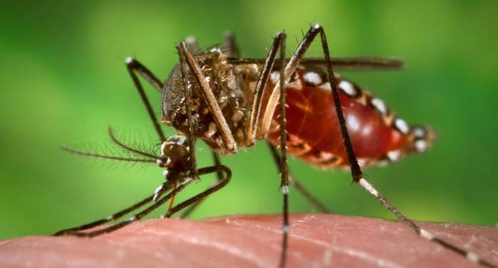 Un mosquito 'Aedes aegypti' hembra ingiriendo sangre humana. (Foto: Wikimedia)