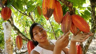 Cacao se convierte en el segundo cultivo de mayor importancia en el Perú