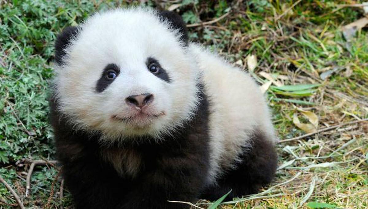 ​El panda gigante deja de estar en peligro de extinción