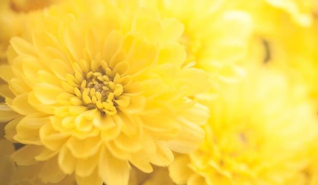 Las flores amarillas iluminan los días de cualquiera (Foto: Freepik)