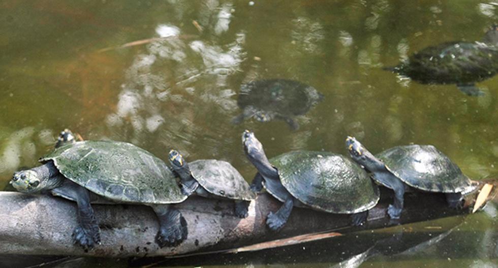 Liberarán más de 50,000 tortugas Charapa en Reserva Pacaya Samiria. (Foto: Andina)