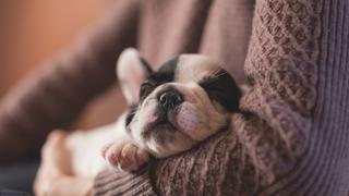 Mascotas: ¿A tu perro le gusta dormir en tu habitación? Estos consejos podrían servirte