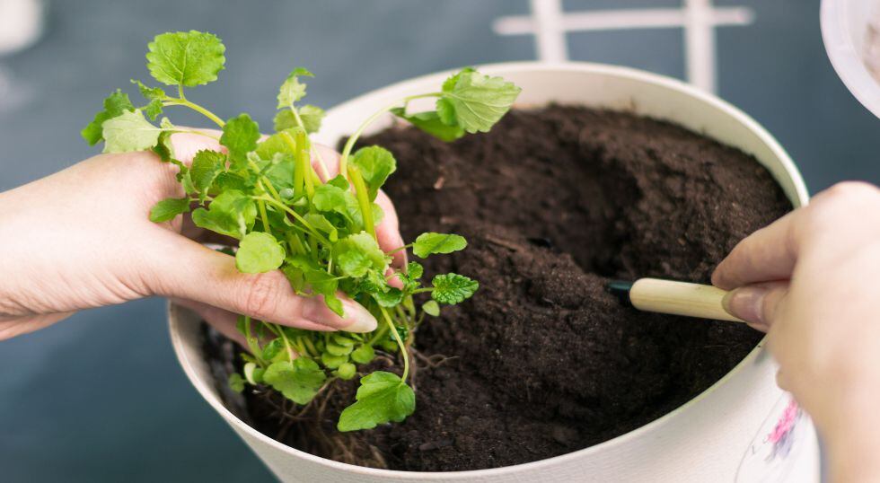 “Antes de regar tus hortalizas o hierbas aromáticas escarba el sustrato para comprobar que esté seco”, advierte la ingeniera agrónoma Milagros Ortiz.  / Foto: Shutterstock.