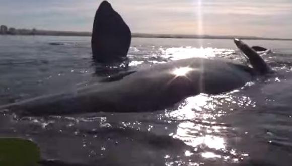 Ballena levanta un kayak con dos personas en Argentina [VIDEO]