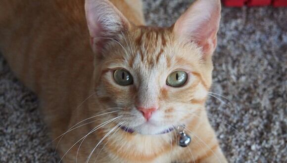 Los gatos. aunque no salgan de sus casas, contraer parásitos, por lo que deben ser llevados al veterinario (Foto: Pixabay)