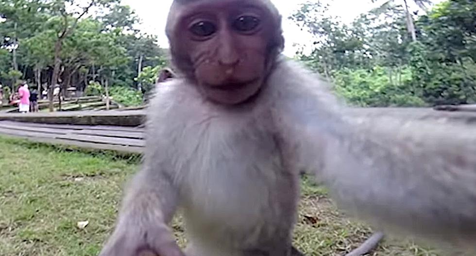 Mono roba cámara para tomarse un selfie. (Foto: Captura de YouTube)