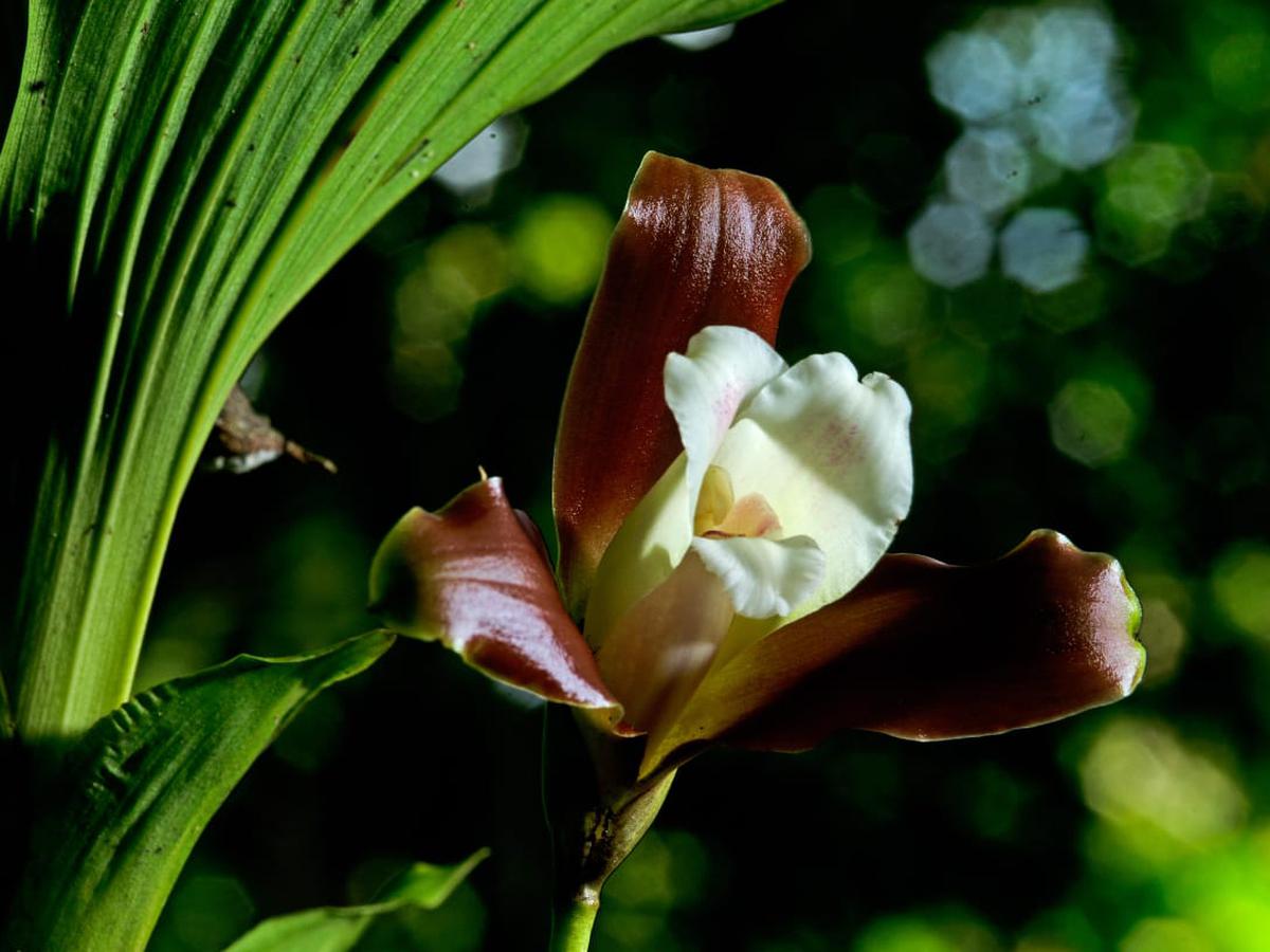 Esta es la nueva especie de orquídea descubierta en la selva de Huánuco |  FOTOS | PERU | EL COMERCIO PERÚ
