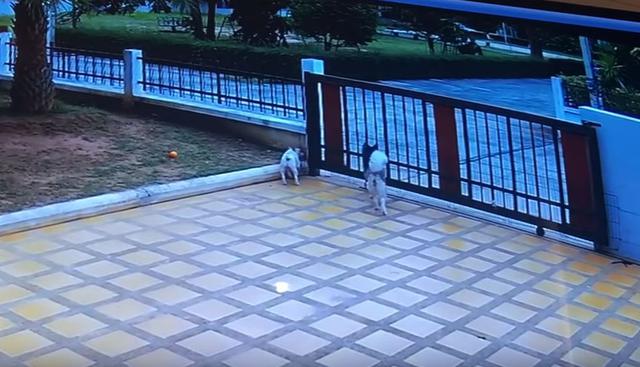 Los perros se pararon muy cerca de la reja de la vivienda que conecta con la calle. (YouTube: ViralHog)