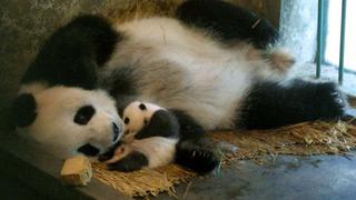 Nació un cachorro de oso panda en cautiverio en Taiwán