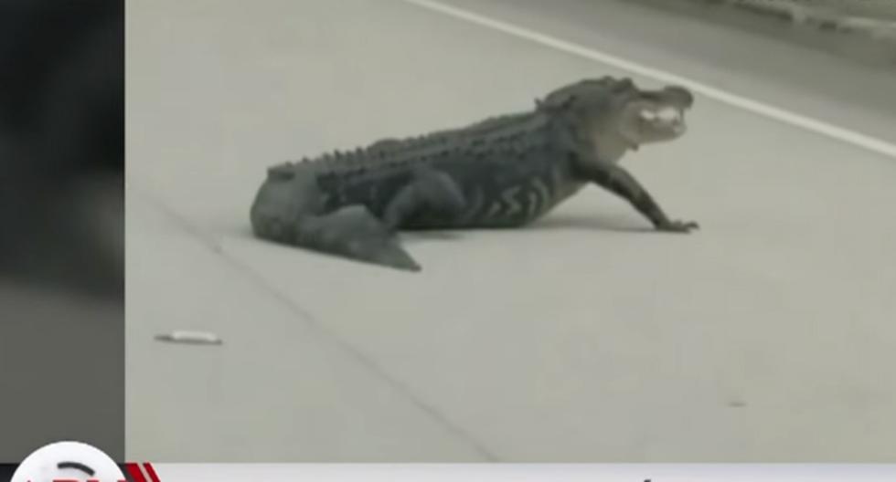 YouTube: temible lagarto cruza la calle en Florida y detiene el tráfico. (foto: captura)