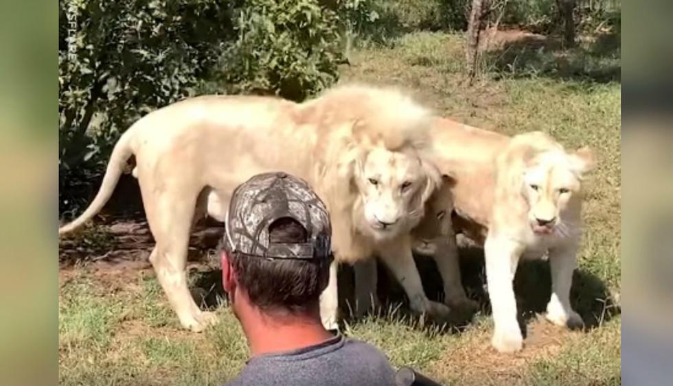 Facebook viral: turistas se encuentran con una manada de leones blancos y  quedan boquiabiertos al notar inusual actitud | Video | Face | FB |  REDES-SOCIALES | EL COMERCIO PERÚ