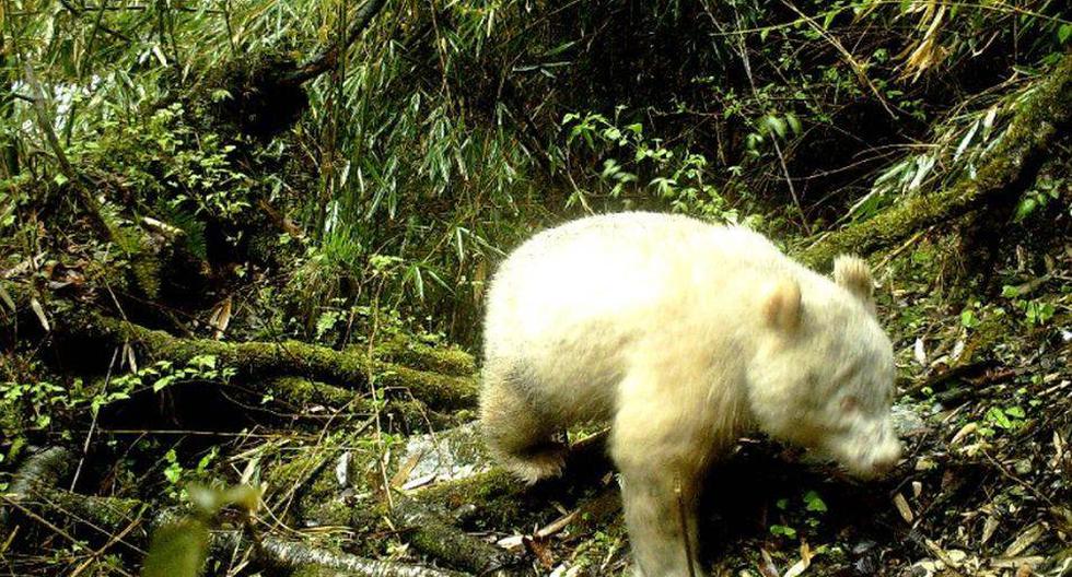 El animal fue fotografiado en abril mientras caminaba por un bosque de bambú a una altitud de 2.000 metros (Foto: Wolong National Nature Reserve)