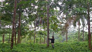Loreto y Ucayali relanzarán concesiones forestales en el 2016