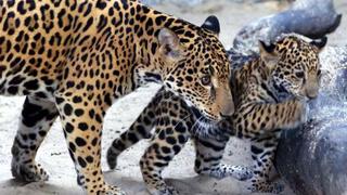 Lanzan llamado para salvar a los jaguares en Latinoamérica