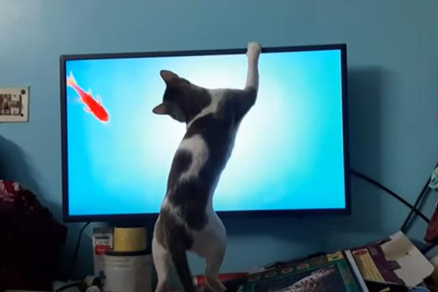 El gato agotó esfuerzos para atrapar al pez, pero nunca pudo lograr su objetivo, hecho que divirtió a los usuarios de la plataforma. (YouTube: ViralHog)