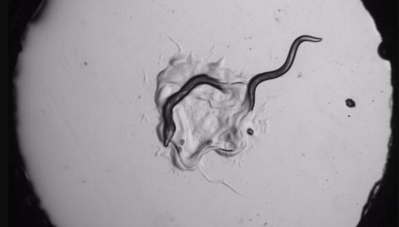 Gusano C. elegans (derecha) escapando del gusano depredador P. pacificus (izquierda). (Foto: Instituto Salk)