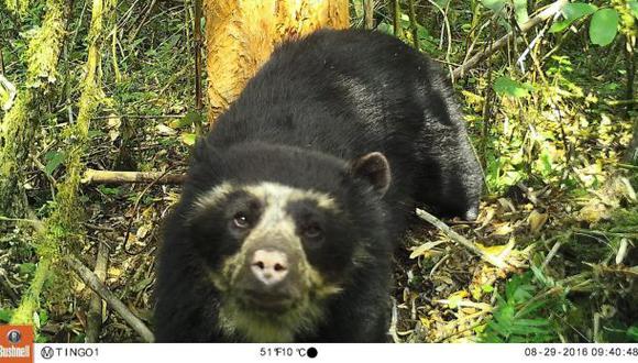 Cámaras trampa capturan primeras imágenes de oso de anteojos