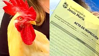 Joven vive pesadilla tras notificación edil que la separaría de su gallo: “Lo rescaté de la muerte y él a mi de la depresión” | VIDEO