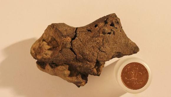 Expertos detectan tejido cerebral fosilizado de un dinosaurio