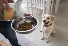 Consultorio WUF: ¿Con qué frecuencia debes lavar los platos de tu perro?