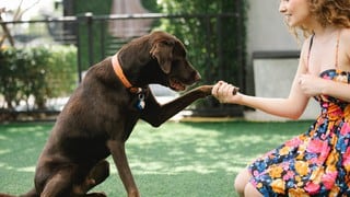 Cómo elegir el collar adecuado para tu perro