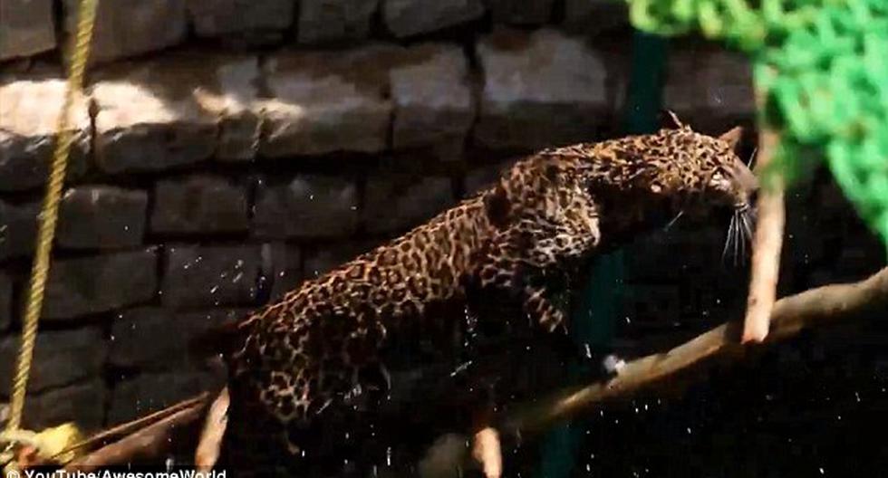 Leopardo fue rescatado por aldeanos. (Foto: Daiymail)